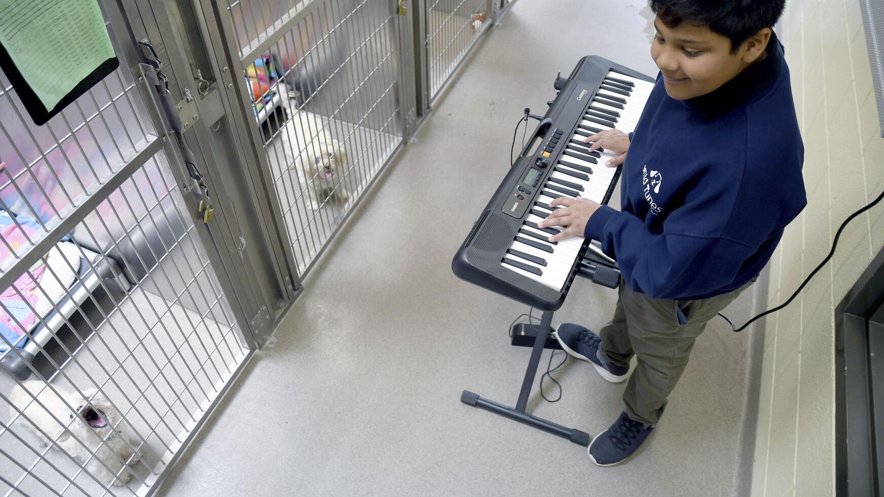 Flutes for Fido: Volunteers play music to soothe shelter animals